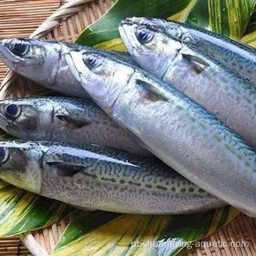 Frozen Pacific Mackerel Scomber japonicus 15kg para a Polônia